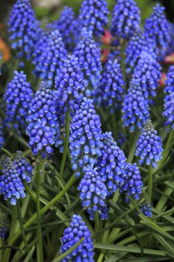 mavi sümbüller, seçici odak