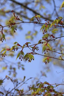 Çiçek açan güzel çiçeklerin yakın çekimi.