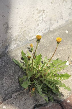 Güzel botanik fotoğrafı, doğal duvar kağıdı.