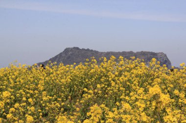 Dağlarda güzel çiçekler