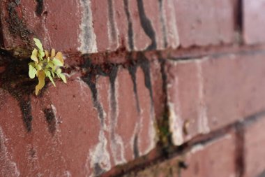 eski kırmızı tuğla duvar dokusu arkaplanı