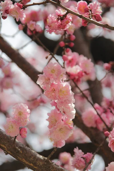 Bahçede Bahar Çiçeği Sakura — Stok fotoğraf