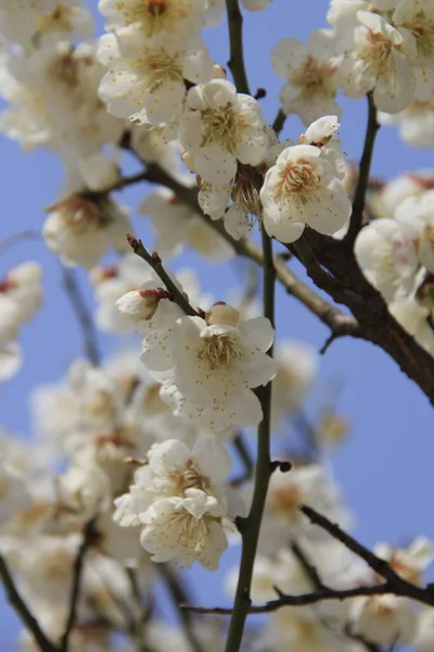 Spring Blossom Flowers Beautiful White Yellow Cherry Blossoms Garden — Stock Photo, Image