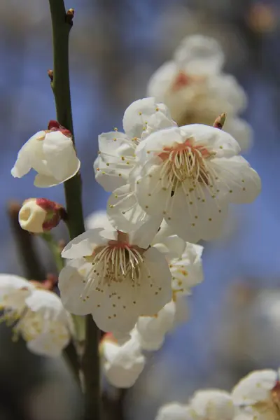 White Flowers Apple Tree Branch — Stock Photo, Image