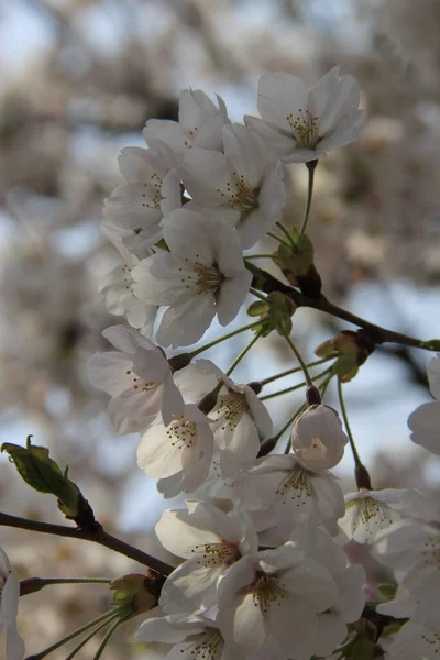Gyönyörű Fehér Virágok Tavasz Hátterében — Stock Fotó