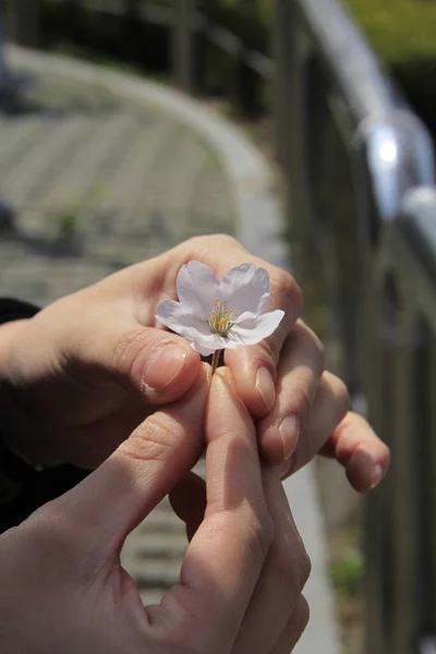 hand holding flower. beautiful flowers in nature