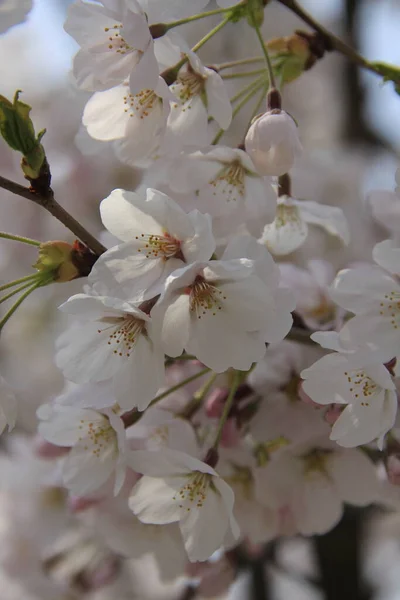 Spring Flowers Cherry Blossoms Close View — Stock Photo, Image