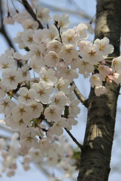 Güzel Kiraz Ağacı Çiçeklerine Yakın — Stok fotoğraf