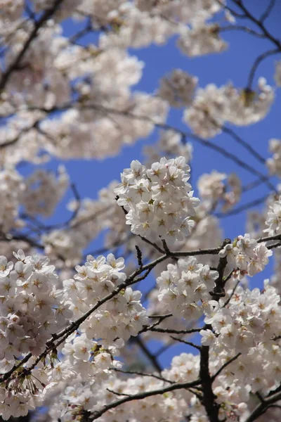 Frühlingsblühende Apfelbäume Garten — Stockfoto