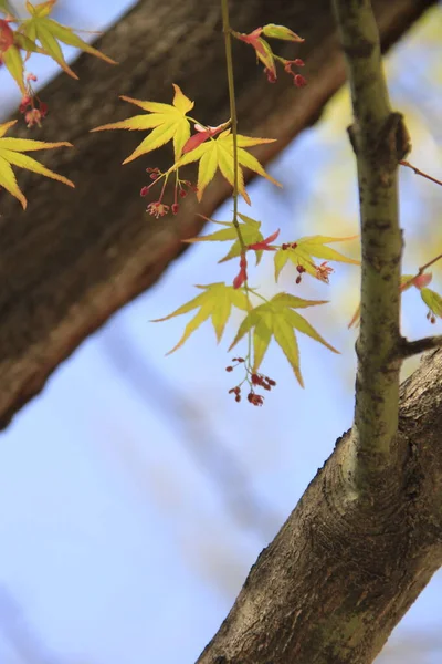 Podzimní Listy Flóra Příroda Selektivní Zaměření — Stock fotografie