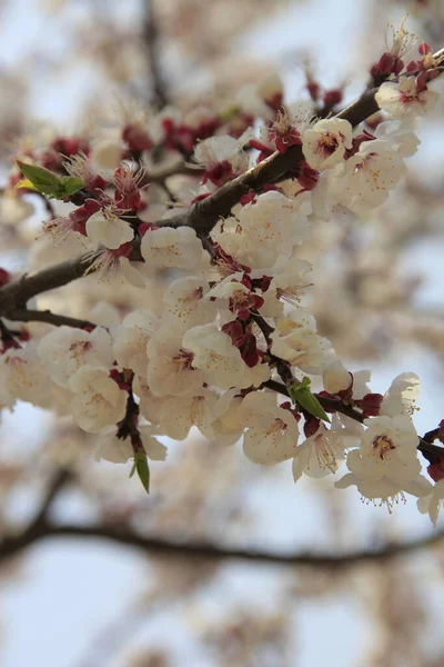 Třešeň Krásnými Květy Jarní Čas — Stock fotografie