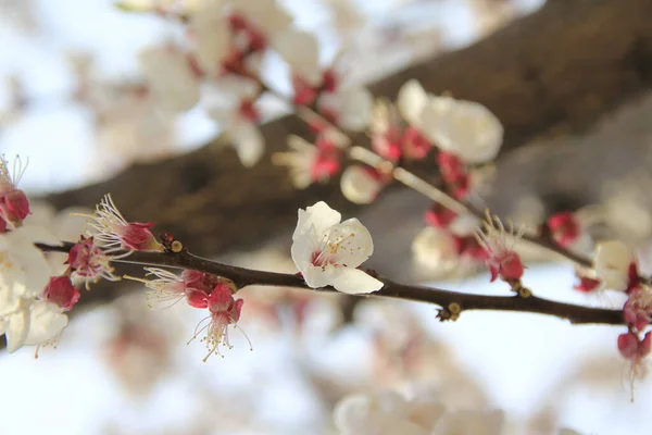 Spring Blossom Nature Beautiful Flowers Bloom Garden — Stock Photo, Image