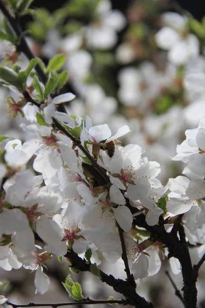 Wiosną Kwitnie Biała Wiśnia — Zdjęcie stockowe
