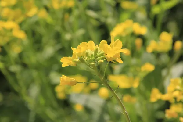 stock image yellow cosmos flower in the field