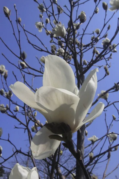 Piękne Kwiaty Magnolii Wiosną Słoneczny Dzień — Zdjęcie stockowe