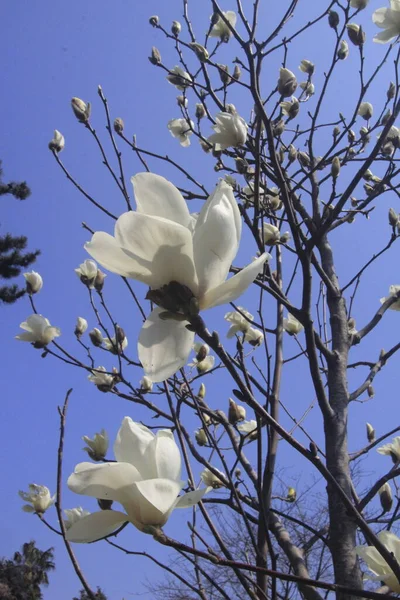 stock image white magnolia flowers on a tree