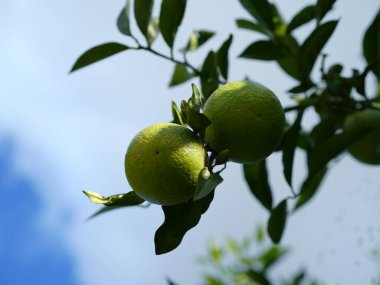 Akdeniz bahçesinde yetişen olgunlaşmamış narenciye meyveli yemyeşil bir portakal ağacı. Güneş ışığı parlak yaprakları vurgular, doğal ve organik bir his yaratır.. 