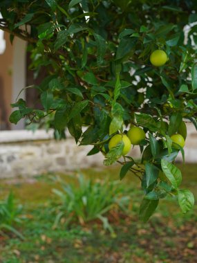 Akdeniz bahçesinde yetişen olgunlaşmamış narenciye meyveli yemyeşil bir portakal ağacı. Güneş ışığı parlak yaprakları vurgular, doğal ve organik bir his yaratır.. 