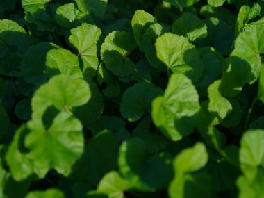 Güneş ışığıyla yıkanmış canlı yeşil yaprakların yakın plan çekimi güzel bir doğal doku yaratıyor.