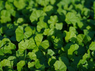 Güneş ışığıyla yıkanmış canlı yeşil yaprakların yakın plan çekimi güzel bir doğal doku yaratıyor.