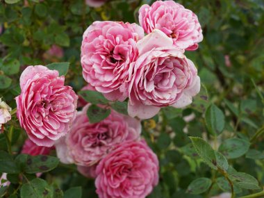 Hassas taç yaprakları ve doğal kusurları olan pembe güllerin yakın plan çekimi romantik ve klasik bir his yaratıyor..