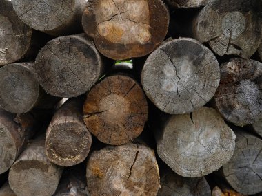 Ağaç halkaları ve doğal çatlakları olan odun kütüklerine yakın çekim. Yaşlı ahşabın dokusu kırsal ve organik bir estetik yaratıyor.. 