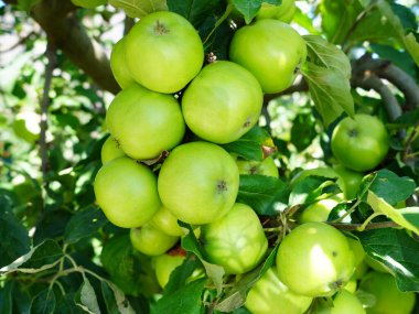Meyve bahçesindeki bir ağaç dalında büyüyen canlı bir yeşil elma kümesi.