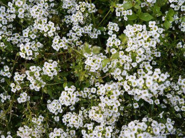 Ev dekorasyonu, bahçe dekorasyonu ve rahat estetik için mükemmel bir kompozisyon..