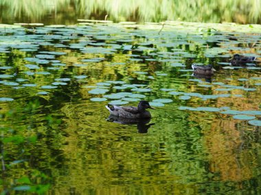 Canlı ağaçlar ve uzun otlar, el değmemiş doğanın güzelliğini gösteren doğal bir uyum yaratıyor.