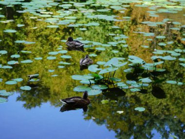 Canlı ağaçlar ve uzun otlar, el değmemiş doğanın güzelliğini gösteren doğal bir uyum yaratıyor.