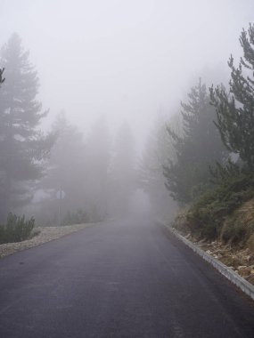 Puslu bir dağ yolu, yemyeşil ormanların arasında kıvrılıyor, karla kaplı zirveleri olan.