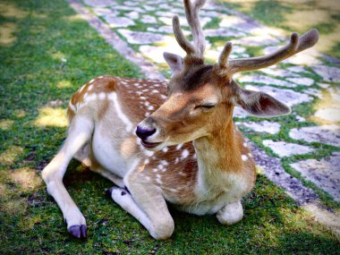 Kadife boynuzlu nazik bir geyik, gün ışığında çimlerin üzerinde huzur içinde dinlenir, gözleri huzur içinde dinlenir..