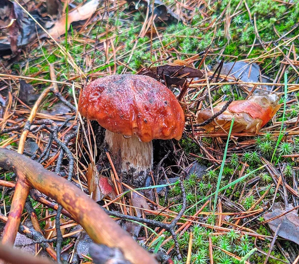 Young Porcini Mushroom Autumn — Stock Photo, Image