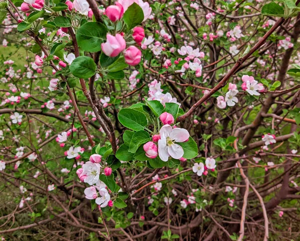 Wild Pear Blossoms Ukraine May — Stock Photo, Image