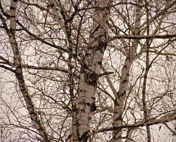 stock image Autumn birch against a gray sky