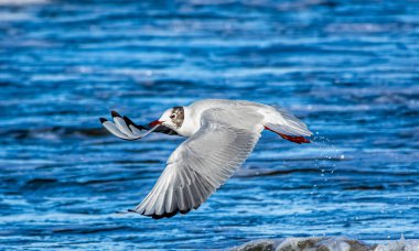 Martı denizde uçuyor.