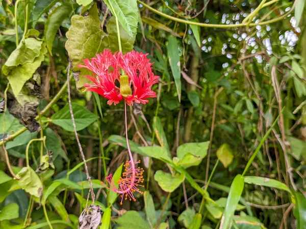 Gros Plan Fleur Hibiscus Schizopetalus — Photo
