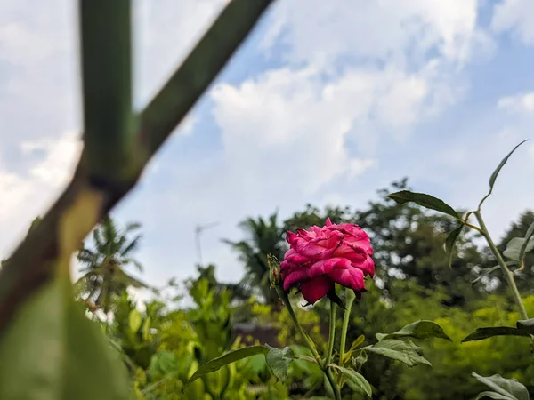 Close Rosa Chinensis Flower — Stock fotografie