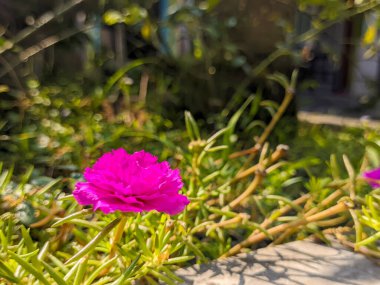 Bir portulaca grandiflora çiçeği. Portekiz 'de sulu bir çiçek bitkisi.