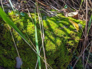 Yosun kaplı bir taş.