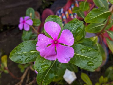 Catharanthus gül çiçeğinin yakın çekimi.