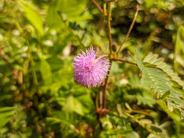 Mimosa Pudica 'ya yakın çekim.