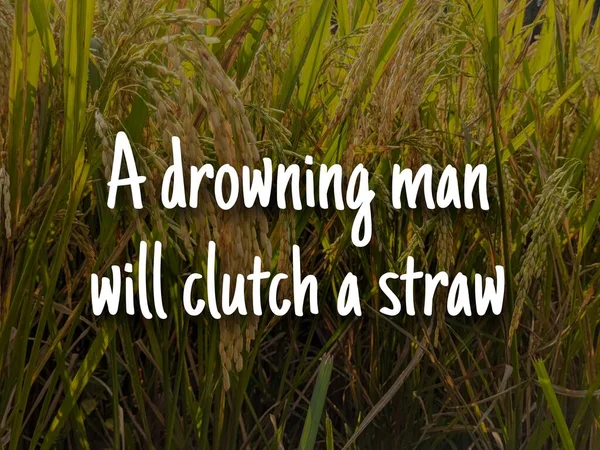 有背景的英语谚语引文 落水的人会抓住一根稻草 — 图库照片