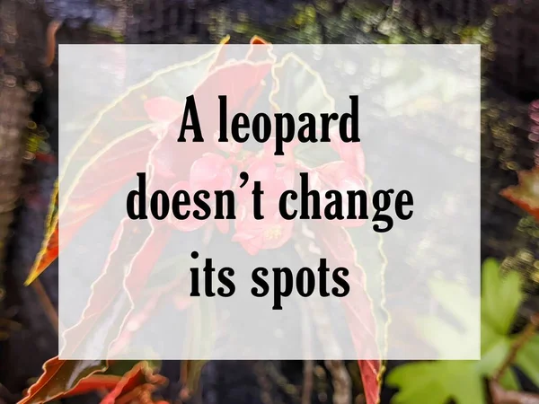 Anglické Přísloví Citace Textu Pozadím Leopard Své Skvrny Nemění — Stock fotografie