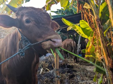 Endonezya 'daki çiftlikte bir inek ya da boğa boğası