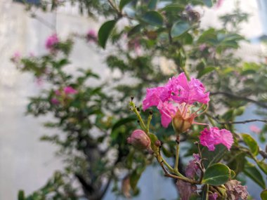 Lagerstroemia indica pembe çiçeğini kapatın.