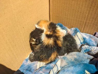 Küçük kedi yavrusu ya da felis catus 'a yakın.