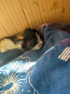 Küçük kedi yavrusu ya da felis catus 'a yakın.