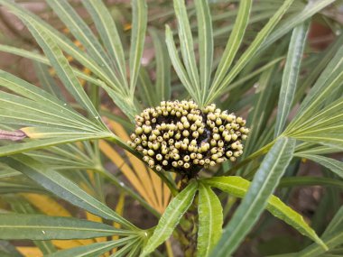 osmoxylon çizgisini kapat