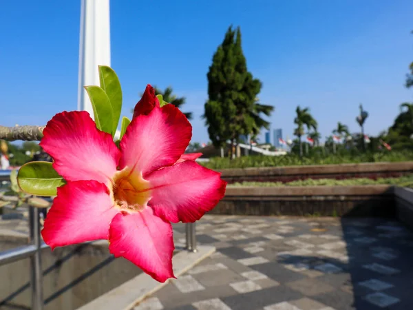 Adenyum Obesum Çiçeğini Kapat — Stok fotoğraf